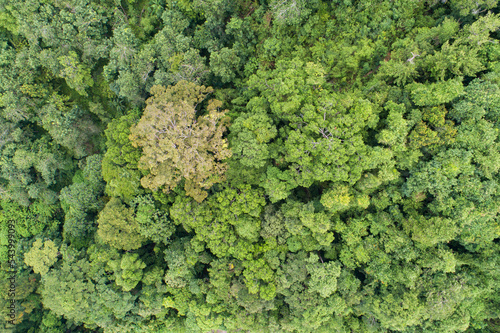 Aerial view Drone camera top view rainforest trees ecology with healthy environment concept and summer background,High angle view