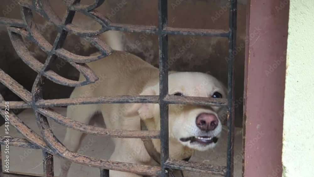 a white indian pariah breed dog barking and growling angrily from its kennel with iron bars. a white indian pariah breed dog barking and growling angrily from its kennel with iron bars.
