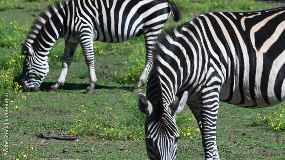 zoological park of France, zebras eat in a flowery meadow zoological park of France, zebras eat in a flowery meadow