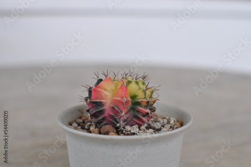 gymnocalycium cactus plant alive in pot on table perfect for template and background design garden
