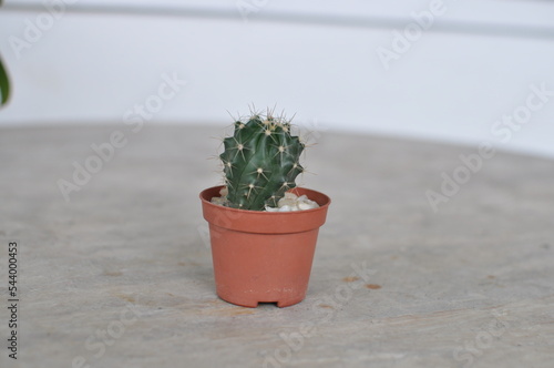 gymnocalycium cactus plant alive in pot on table perfect for template and background design garden