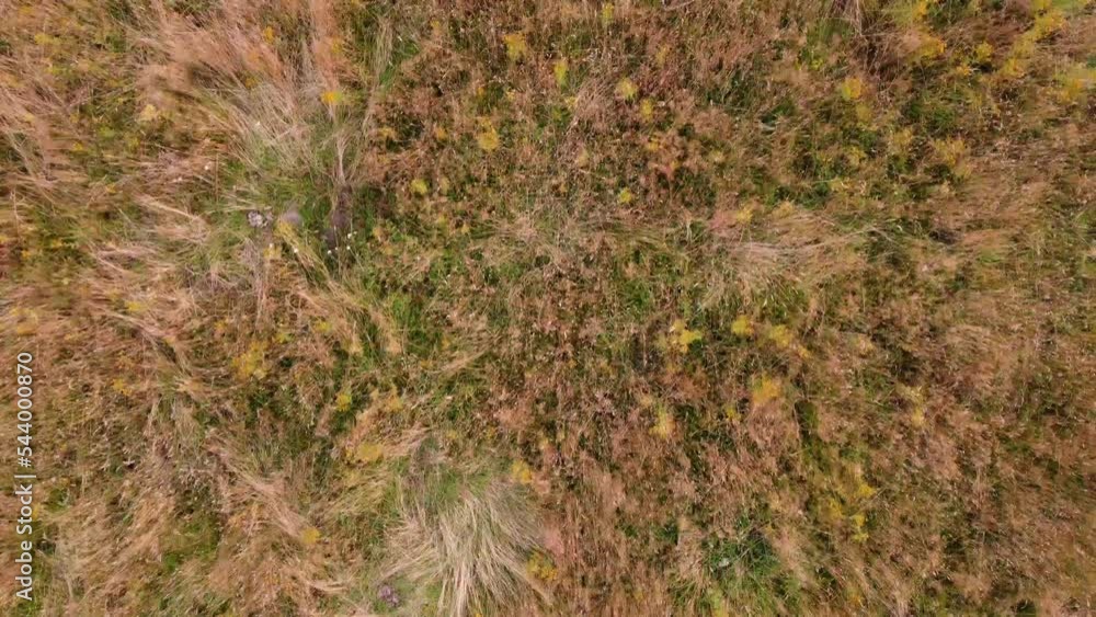 Top down (birds eye view) dronevideo of a meadow with moody autumn collors whit 2 cows (Livestock). These cows are black and white so there is a lot of contrast. This video is shot in nature. Top down (birds eye view) dronevideo of a meadow with moody autumn collors whit 2 cows (Livestock). These cows are black and white so there is a lot of contrast. This video is shot in nature.