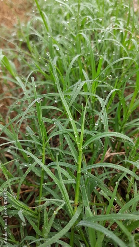 green grass with dew drops