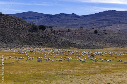 Flock of Sheep on the way to Bodie