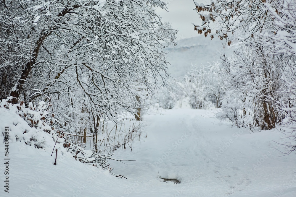 Winter landscape with trees covered with snow