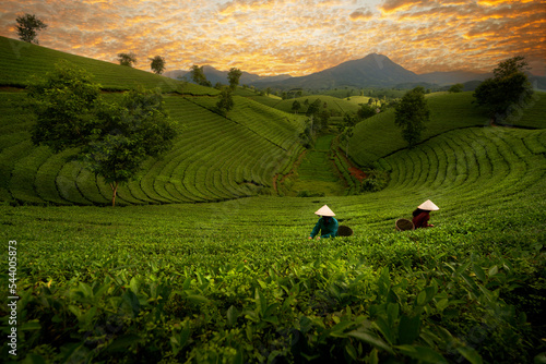 landscape photo for Vietnamese working in tea plantation at long coc mountain photo