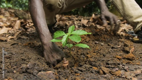 A man planting a new cocoa tree in the ground, in Ivory Coast