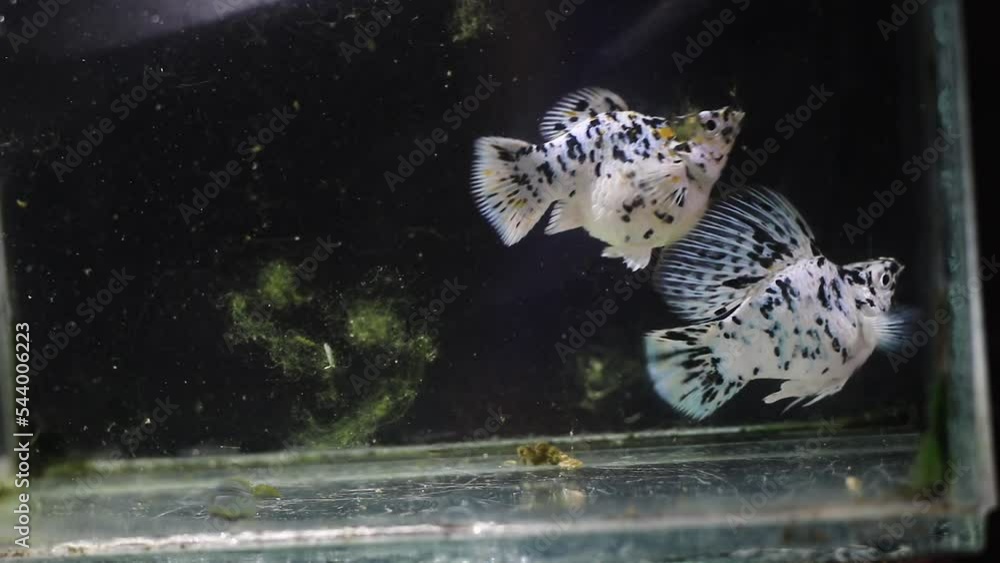 Poecilia sphenops, two mollies in an aquarium with white spots and