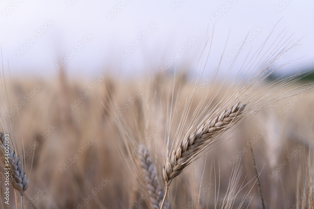 Fototapeta premium Champ de blé à l'aube