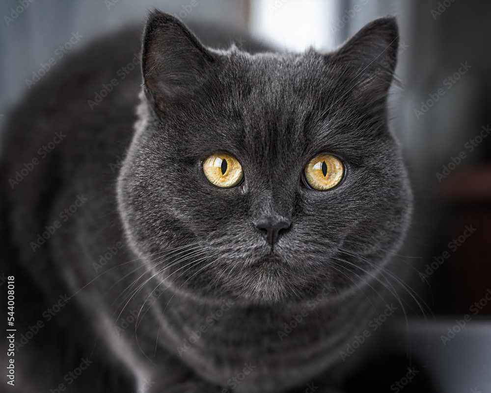 British shorthair cat sitting and looking at the camera
