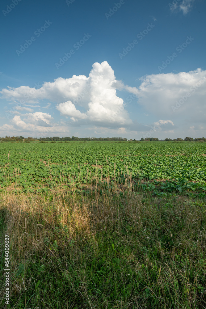 rural whit new harvest rural whit new harvest