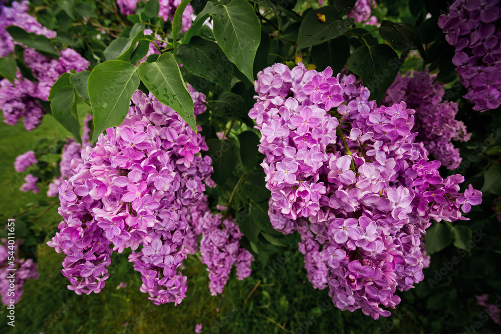 beautiful lilac flowers branch on a green background, natural spring background, soft selective focus. High quality photo beautiful lilac flowers branch on a green background, natural spring background, soft selective focus. High quality photo