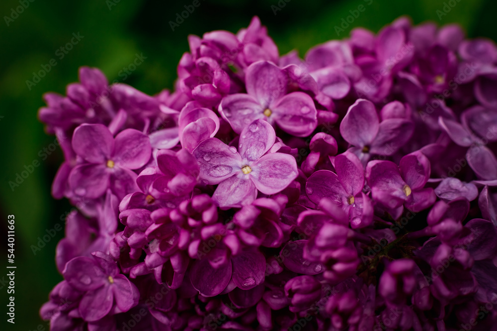 beautiful lilac flowers branch on a green background, natural spring background, soft selective focus. High quality photo