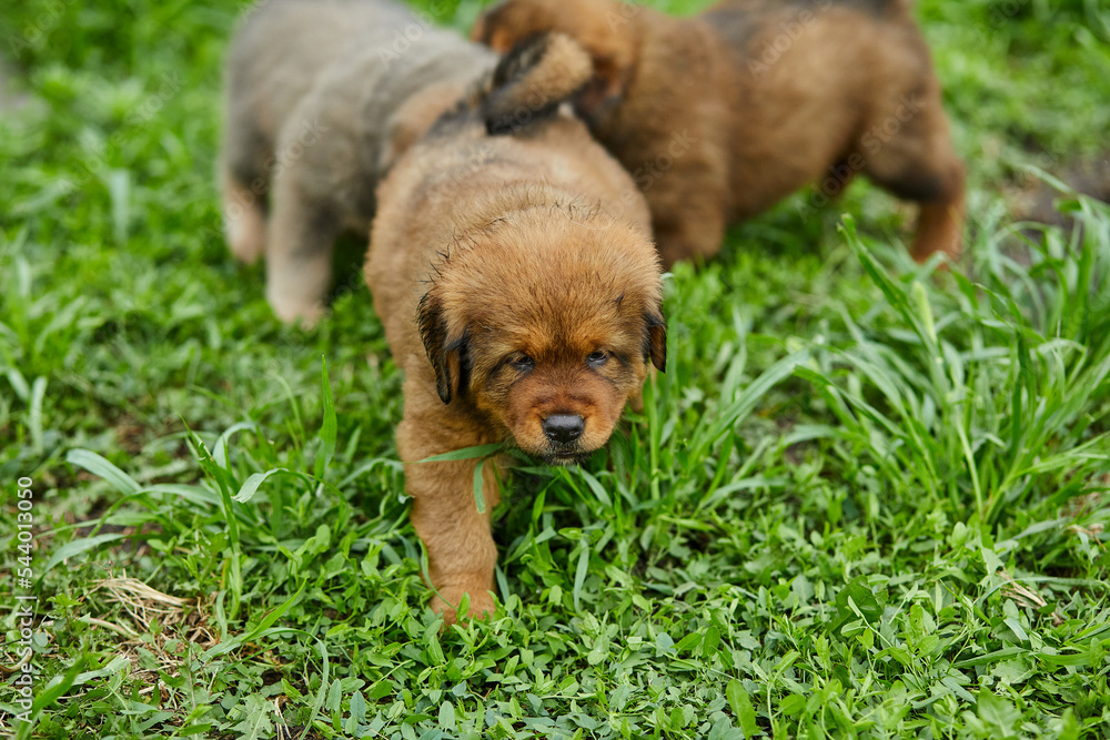 Little puppys Newfoundland, running around, playing in the summer park on green grass outdoor.. Little puppys Newfoundland, running around, playing in the summer park on green grass outdoor..