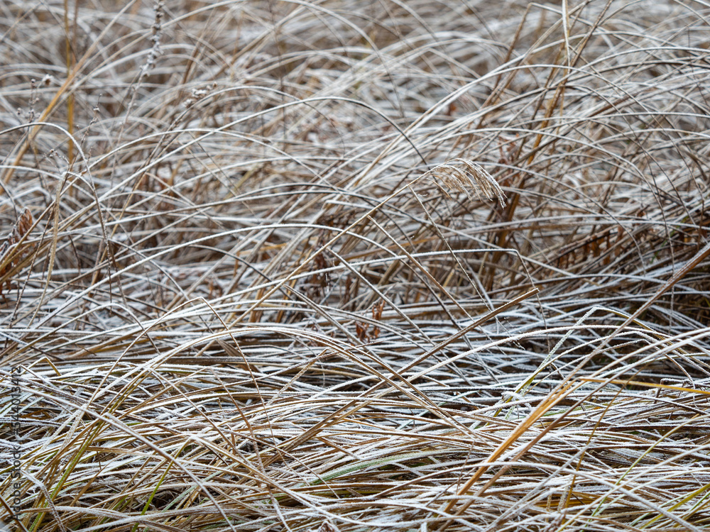 Dry grass covered with fresh snow Dry grass covered with fresh snow