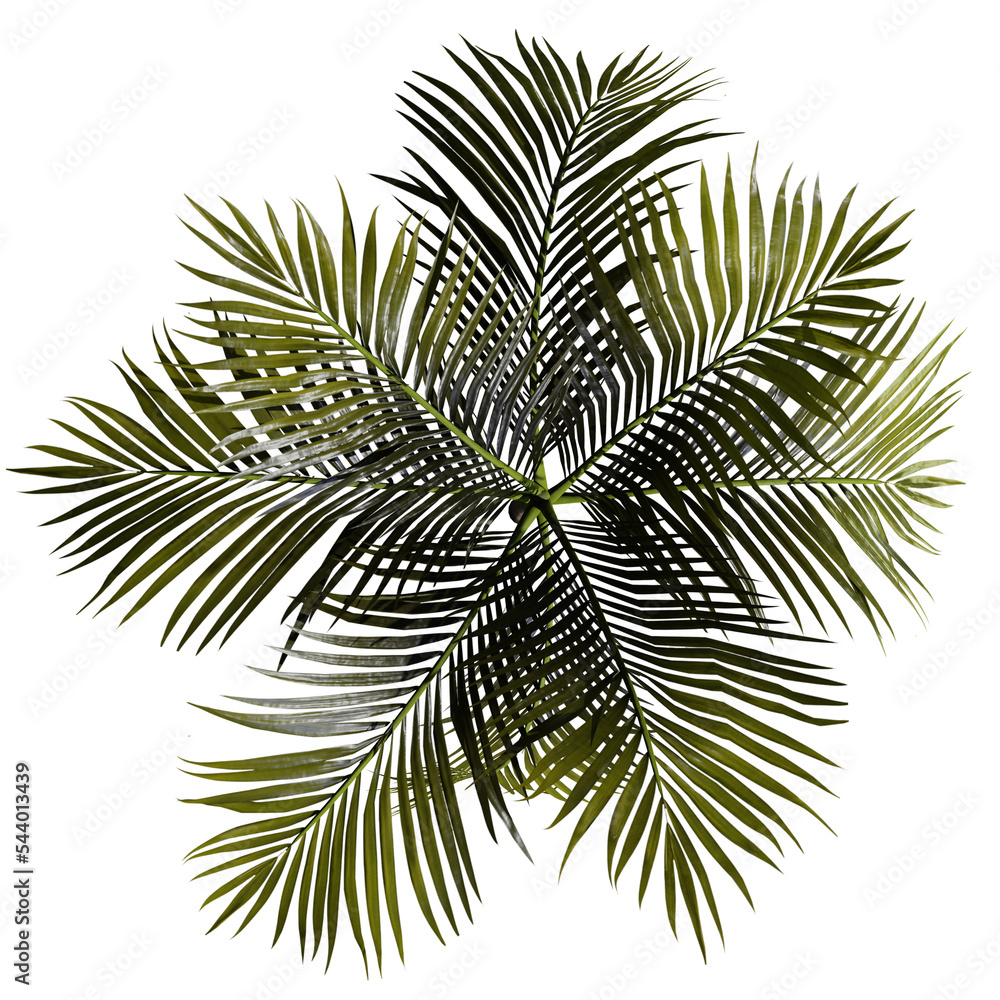 Areca Catechu Tree, Palm species - Top View Stock Illustration | Adobe ...