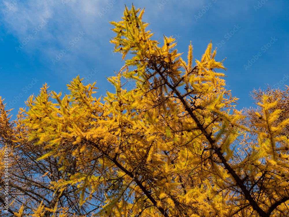 Bright yellow larch needles against the background of a bright blue sky in autumn, in November, on a sunny day