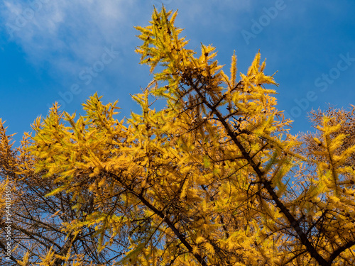 Fototapeta Naklejka Na Ścianę i Meble -  Bright yellow larch needles against the background of a bright blue sky in autumn, in November, on a sunny day