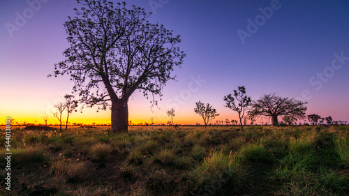 Boab tree sunset western Australia photo