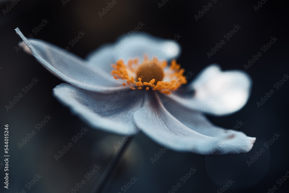 Fototapeta premium Fleur de la nature