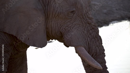 Elephant drinking water at sunsest at Olifantsrus waterhole in the Etosha National Park in Namibia, Africa. photo