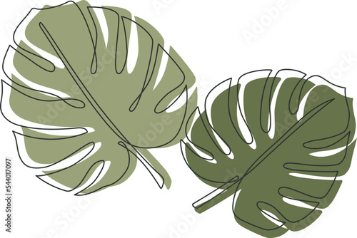 Monstera deliciosa tropical leaves vector drawing
