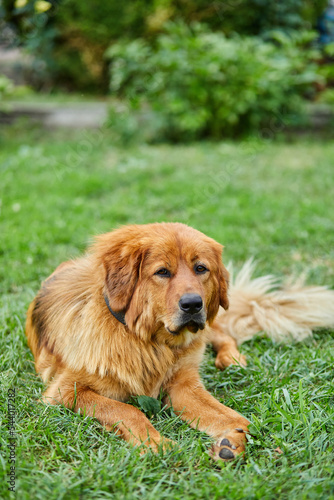Cute Newfoundland dog lying on the green grass