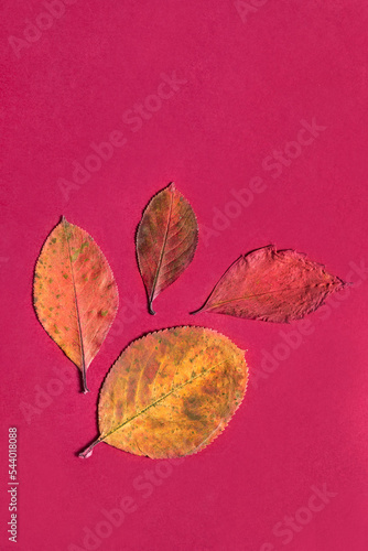 Fallen leaves on pink