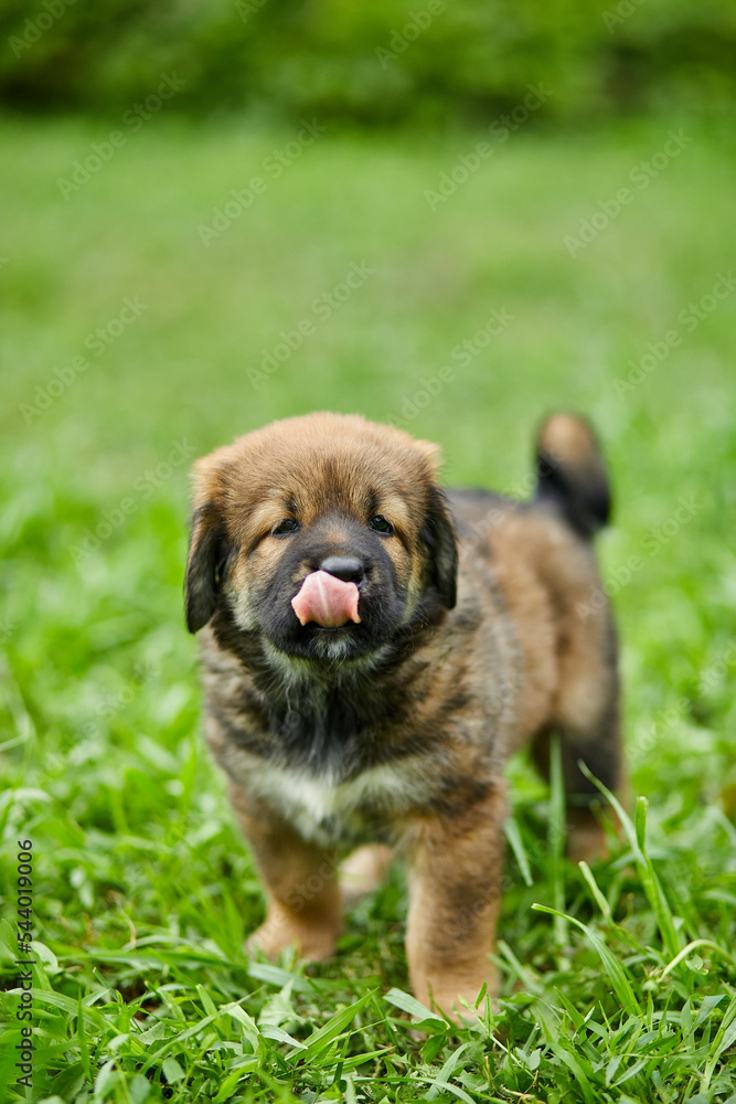 Brown cute happy puppy Newfoundland, Adorable smile dog