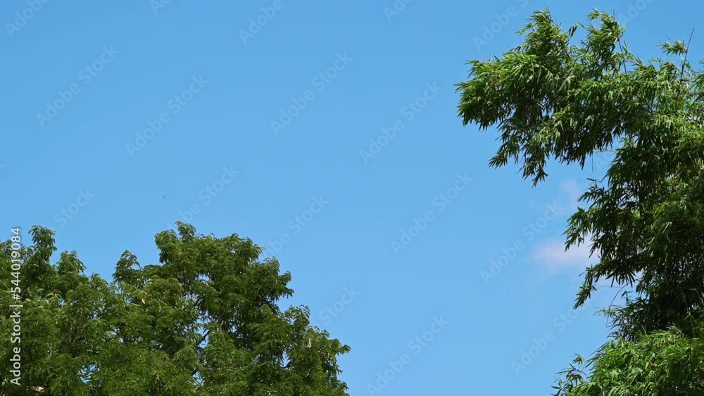 Background of tropical tree leaves swaying in the breeze with patterns forming from their shape and the way sunlight and shadow is falling on the leaves with blue sky and clouds . Background of tropical tree leaves swaying in the breeze with patterns forming from their shape and the way sunlight and shadow is falling on the leaves with blue sky and clouds .
