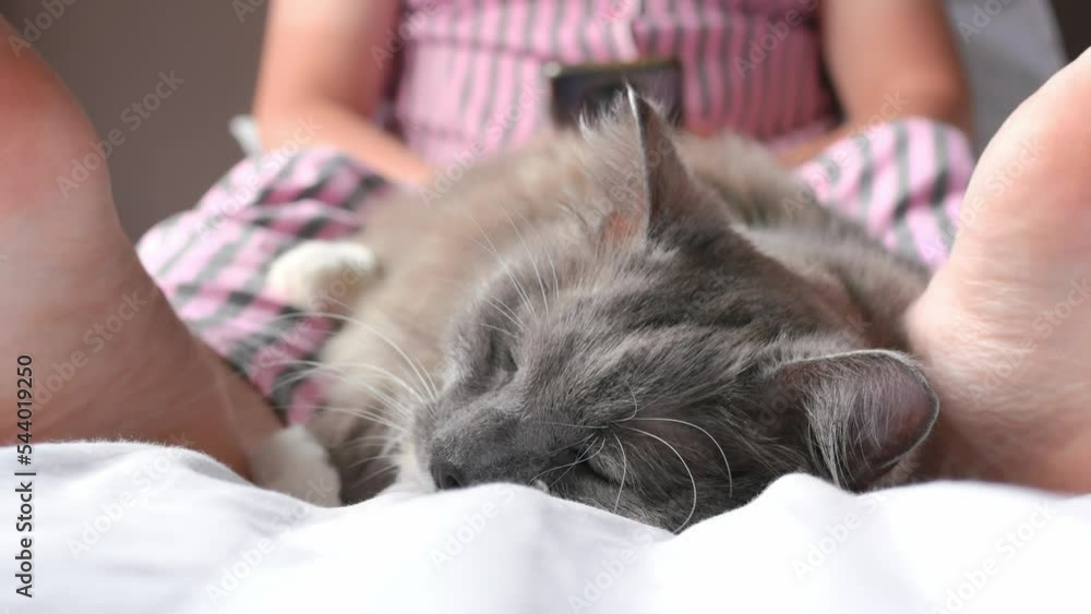 A fluffy gray cat sleeps in a bed between his owner's legs. The cat