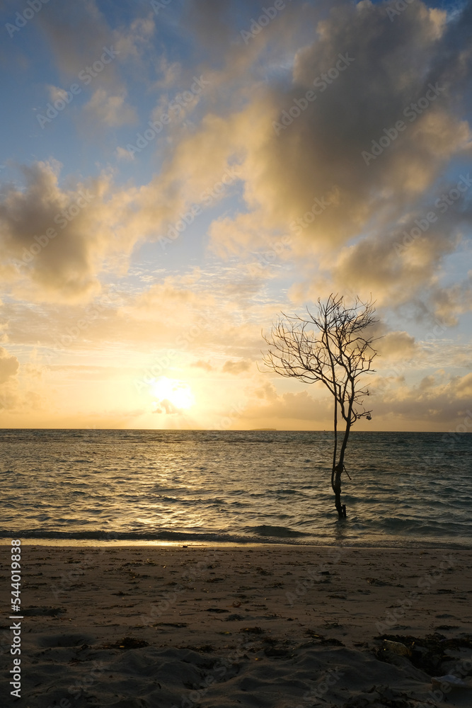 Beautiful lone tree at Dhiffushi beach, with beautiful sunset, Maldives. Beautiful lone tree at Dhiffushi beach, with beautiful sunset, Maldives.