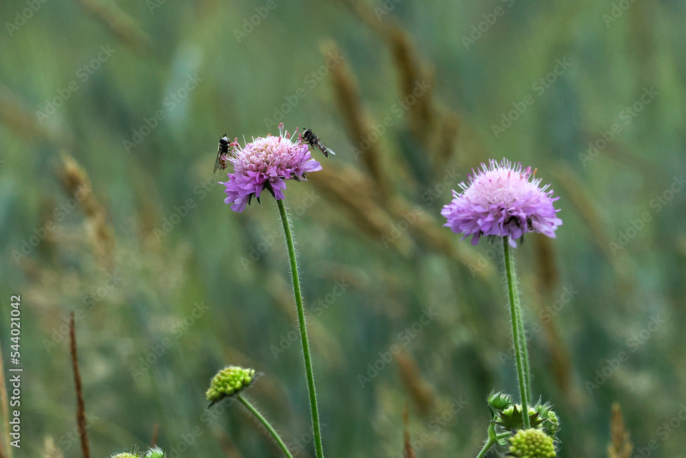 Bzyg brzęk (Syrphidae) na kwiatachna kwiatach świerzbnicy polnej (Knautia arvensis)– rodzina owadów z rzędu muchówek z wyglądu podobnych często do os lub pszczół (mimikra)  - obrazy, fototapety, plakaty 