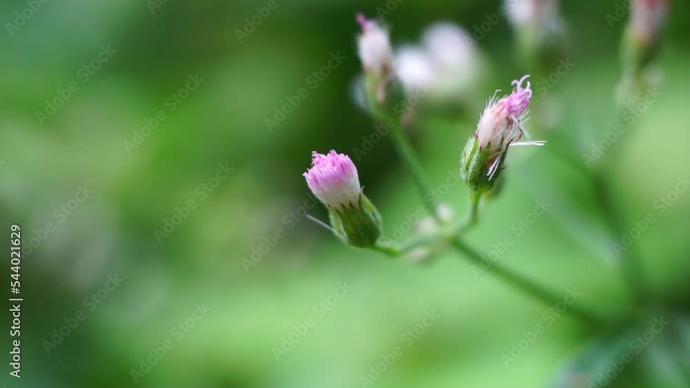 Cyanthillium cinereum (little ironweed, poovamkurunnila, monara kudumbiya, sawi langit) flower. Cyanthillium cinereum has been used to quit smoking and relieve the common cold Cyanthillium cinereum (little ironweed, poovamkurunnila, monara kudumbiya, sawi langit) flower. Cyanthillium cinereum has been used to quit smoking and relieve the common cold