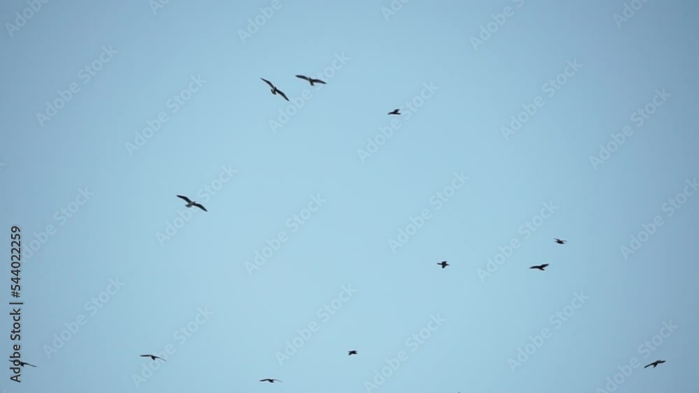 Seagulls flying in sunset sky. A flock of the seagull birds flies under a dark sky after sunset, over the sea along the rocky coast. Freedom concept Seagulls flying in sunset sky. A flock of the seagull birds flies under a dark sky after sunset, over the sea along the rocky coast. Freedom concept