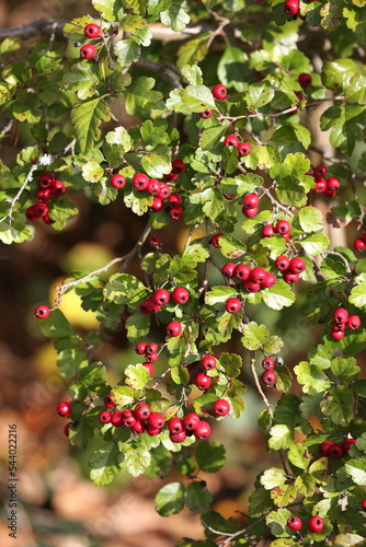 Midland hawthorn beautiful red fruits in autumn in a shrub