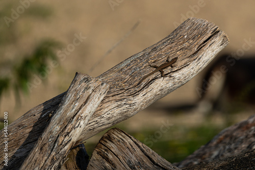 Podarcis muralis sunbathing on tree trunk, common wall lizard on the log