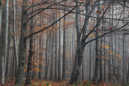 November autumn forest during a misty morning. November. Poland