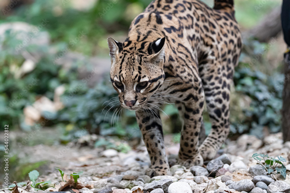 ocelot pees ocelot pees