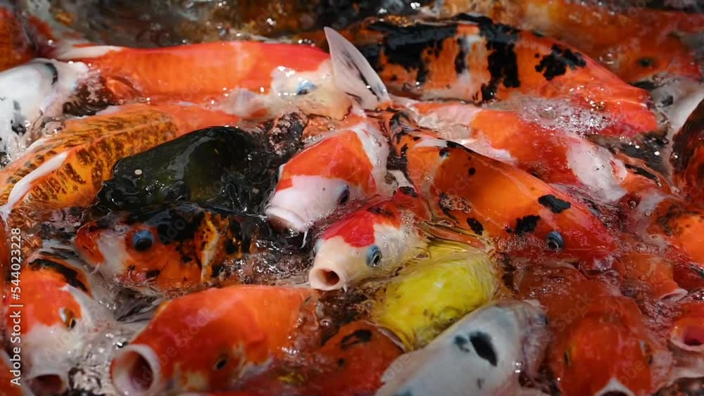 Koi fish or carp fish swimming in pond. It golden red orange black and yellow of body koi fish. fish swimming in the pond. It more colorful varieties in outdoor pool.
Koi fish or carp fish swimming in pond. It golden red orange black and yellow of body koi fish. fish swimming in the pond. It more colorful varieties in outdoor pool.