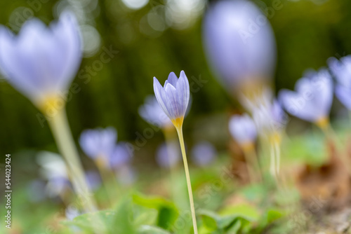 Colchicum autumnale  commonly known as autumn crocus  meadow saffron  or naked ladies  is a toxic autumn-blooming flowering plant that resembles the true crocuses Istanbul Turkey.