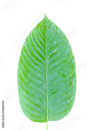 leaves isolated on white background