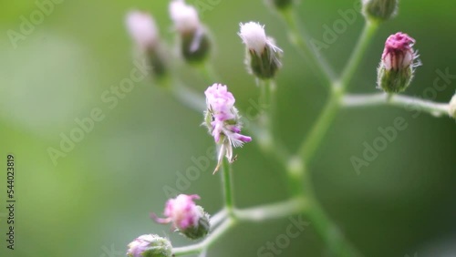 Cyanthillium cinereum (little ironweed, poovamkurunnila, monara kudumbiya, sawi langit) flower. Cyanthillium cinereum has been used to quit smoking and relieve the common cold photo