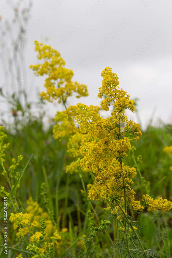 Obraz premium Galium verum is a perennial herbaceous plant from the genus of the nightshade family. Medicinal plant