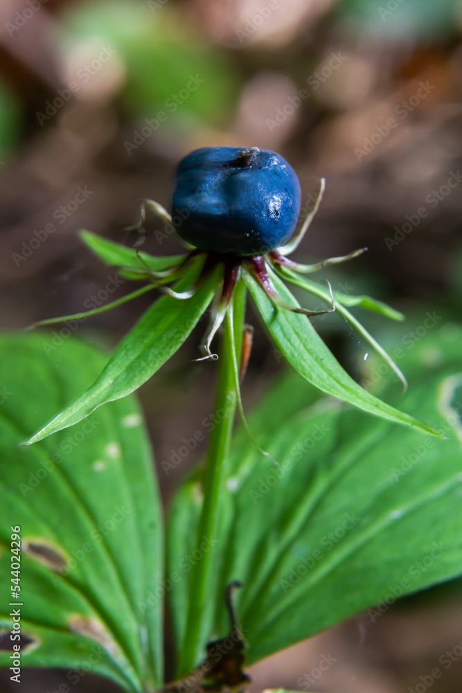 Paris quadrifolia. A poisonous plant, it can also be used as a medicinal plant Paris quadrifolia. A poisonous plant, it can also be used as a medicinal plant