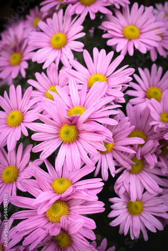 Pink daisies in full bloom in the garden. Lovely pink flowers