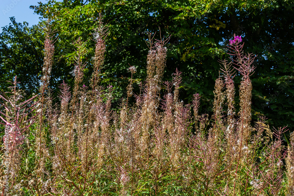 Fototapeta premium Wither flowers Fireweed in the woods with unusual shapes. Autumn wonders of wild nature beauty