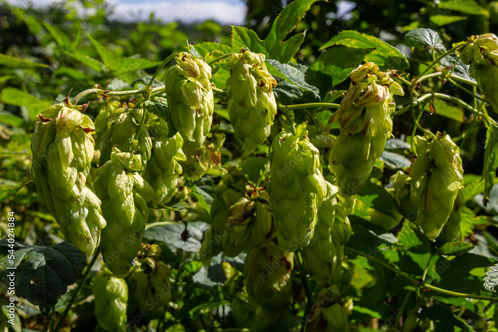Humulus lupulus is a species of perennial herbaceous plants of the hemp family. A medicinal plant that grows in the wild and is also cultivated in agro-industry Humulus lupulus is a species of perennial herbaceous plants of the hemp family. A medicinal plant that grows in the wild and is also cultivated in agro-industry