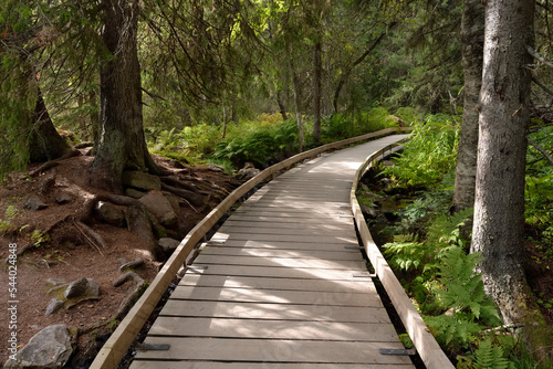 wooden footpath crossing a forest in a sweden national park