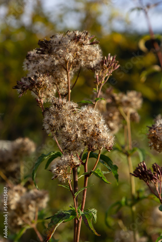 Seeds of an overblown hemp-agrimony plant, selective focus with bokeh background - Eupatorium cannabinum photo